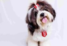 Tips merawat anjing shih tzu