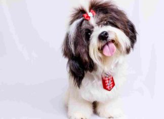 Tips merawat anjing shih tzu