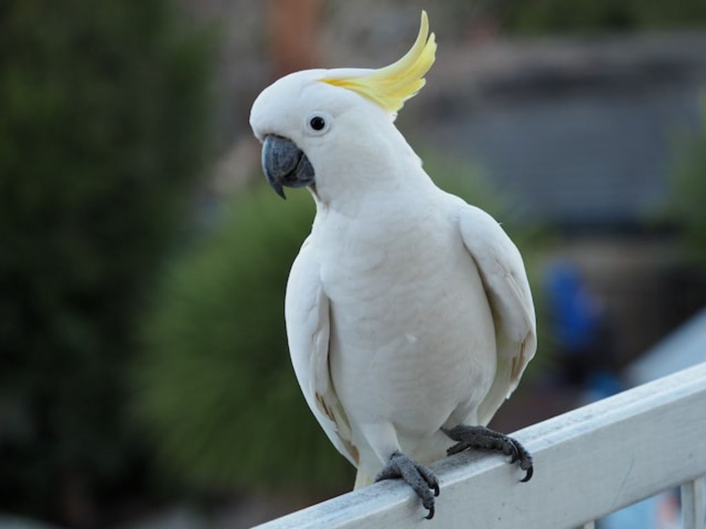 burung kakaktua hewan setia