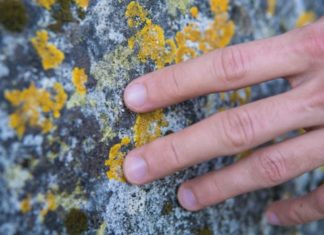 cara menghilangkan jamur