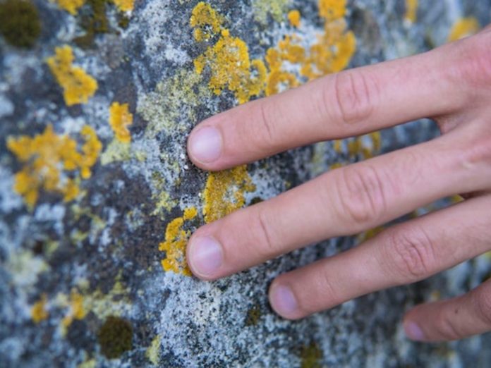 cara menghilangkan jamur