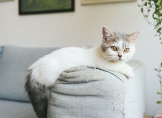 jenis kucing kaki pendek