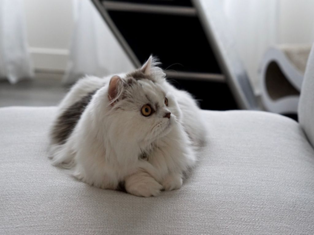 kucing kaki pendek napoleon