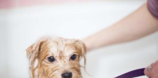 tips grooming anak anjing