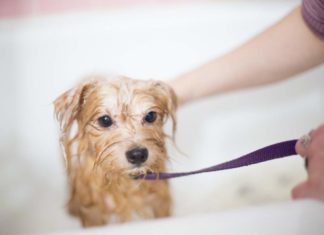 tips grooming anak anjing