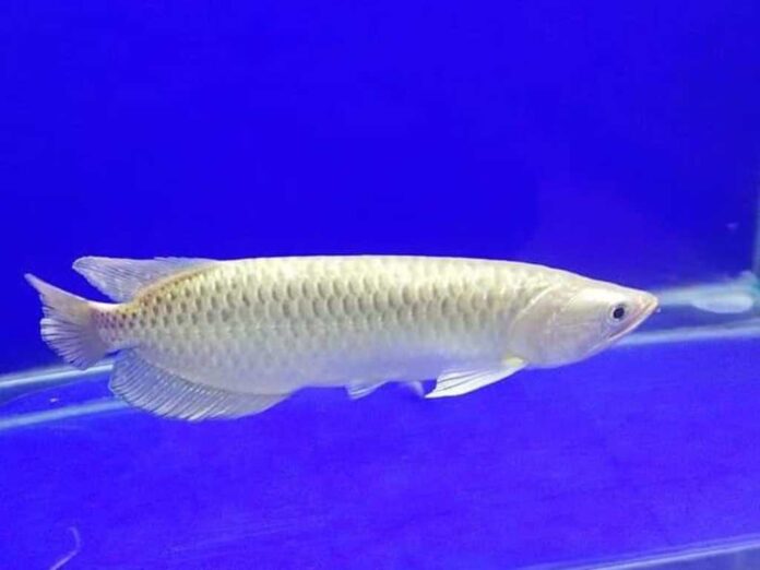 20 Jenis Ikan Hias Termahal yang Cantik dan Unik - Blog ruparupa