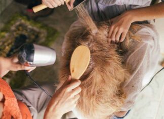 cara memilih sisir anjing