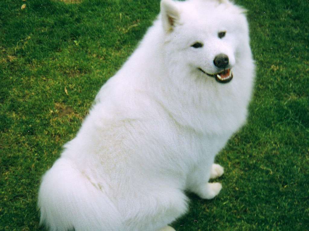 ras samoyed