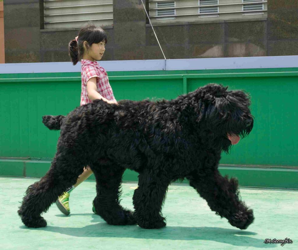 ras black russian terrier