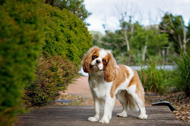 anjing Cavalier King Charles Spaniel