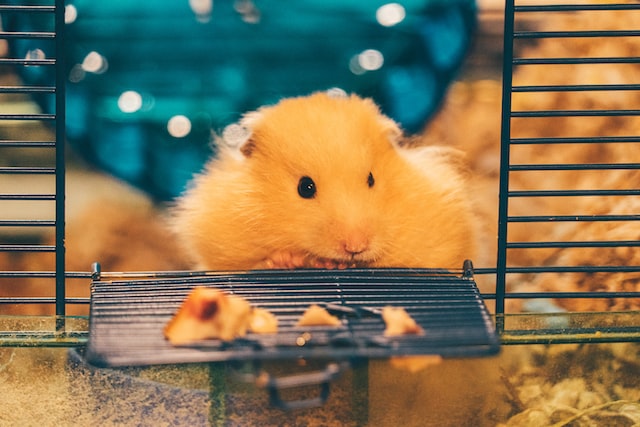 memilih kandang hamster
