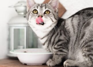 rekomendasi makanan kucing