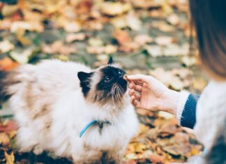 rekomendasi dry food kucing
