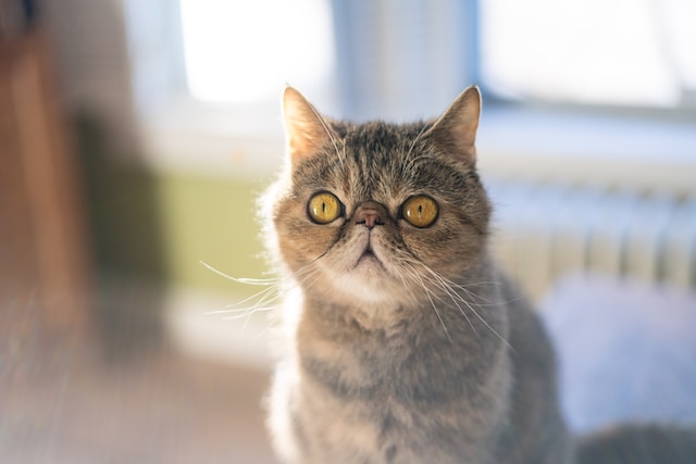 jenis kucing exotic shorthair