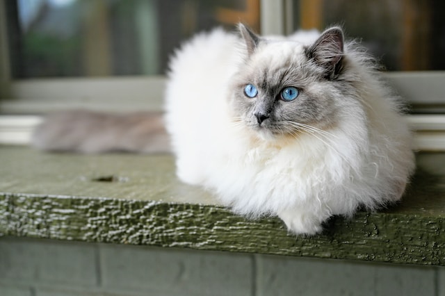 jenis kucing ragdoll