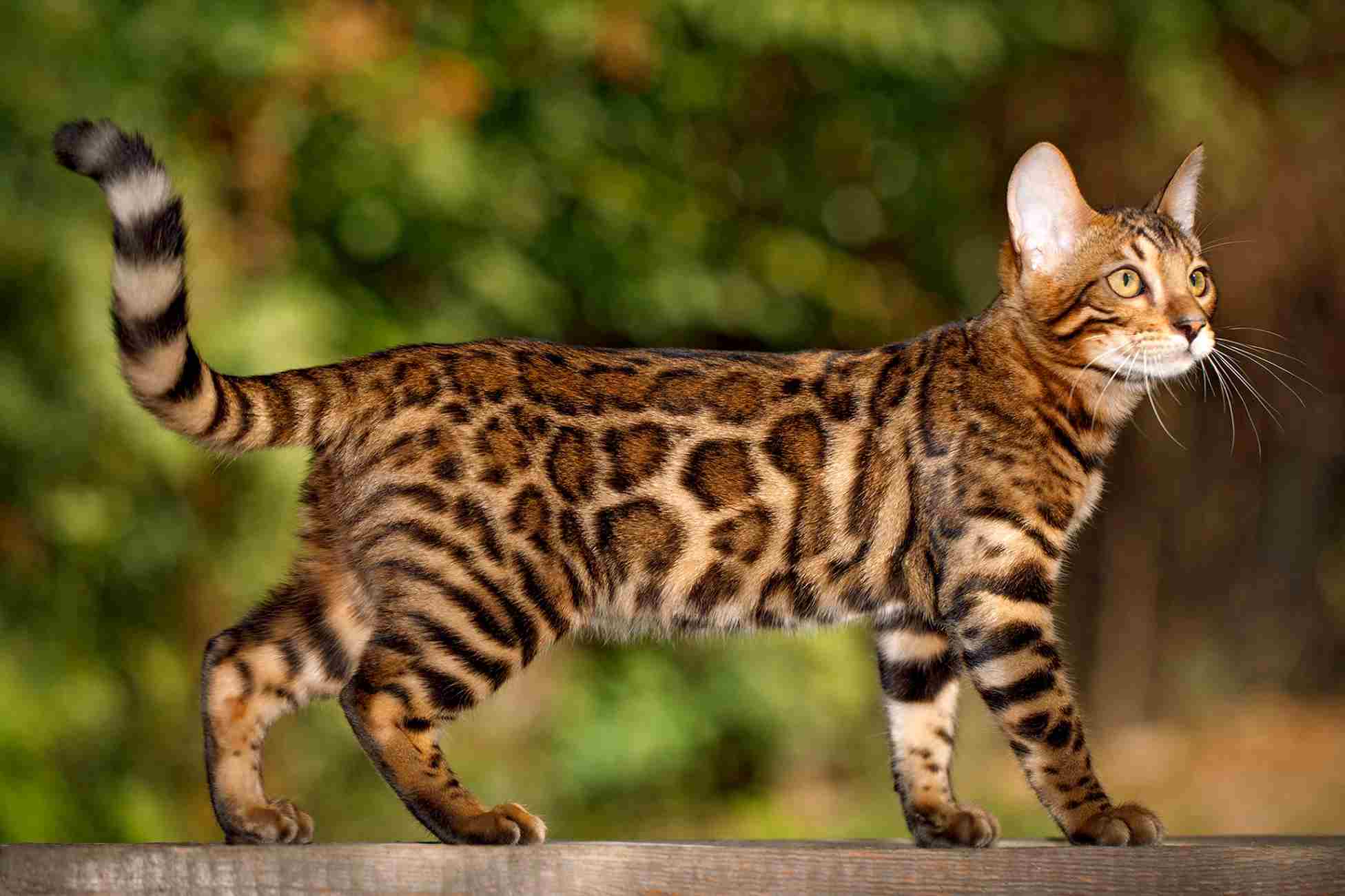 jenis kucing bengal