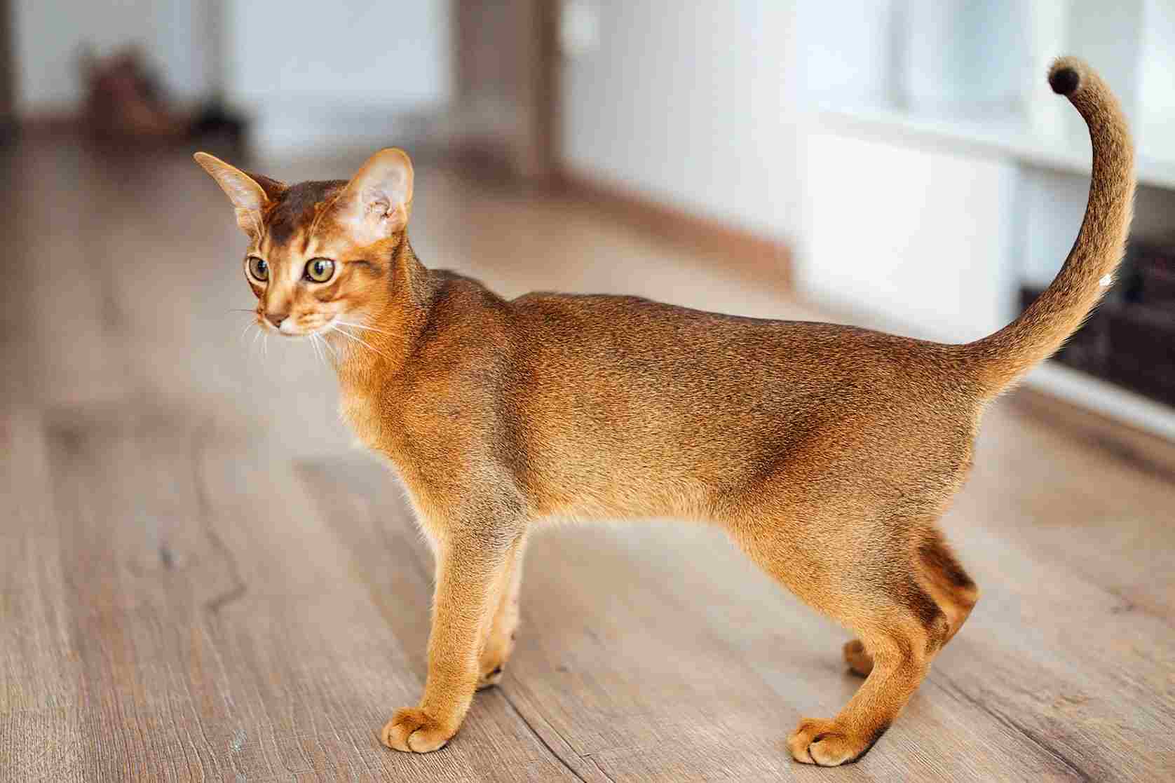 jenis kucing abyssinian